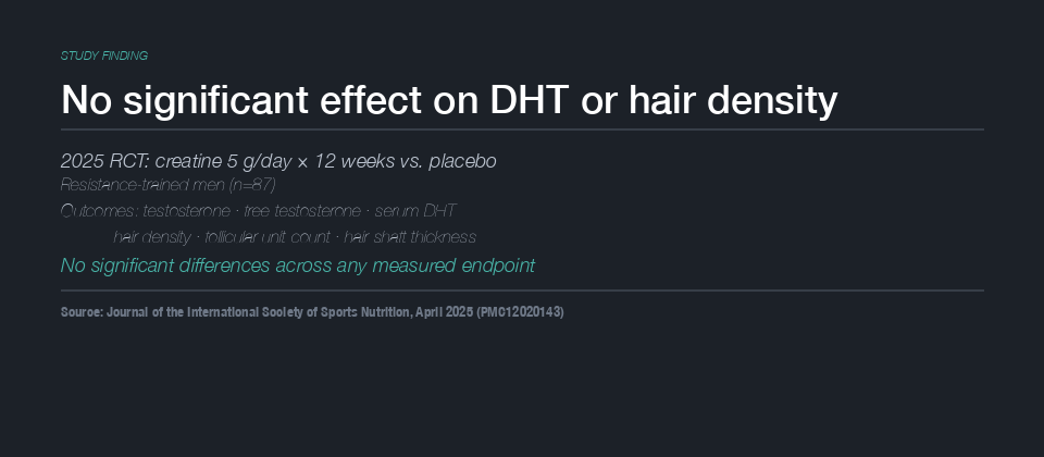 Callout graphic summarising the 2025 randomised controlled trial result: creatine 5g per day for 12 weeks showed no significant effect on DHT, testosterone, or hair density compared to placebo in resistance-trained men