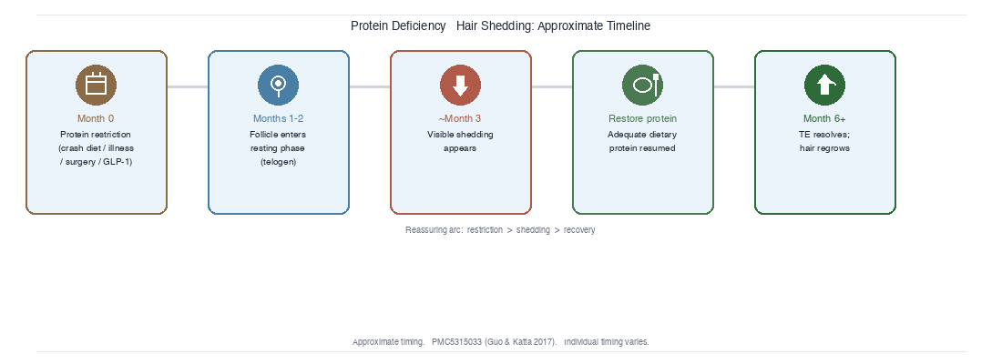 Timeline showing how protein deficiency causes hair shedding with a three-month delay: acute protein restriction at month zero leads to follicles entering telogen resting phase by months one to two, with visible shedding appearing at approximately month three; restoring adequate protein leads to TE resolution and hair regrowth by month six.