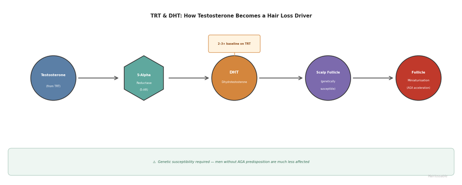 Diagram showing how TRT raises DHT via 5-alpha reductase, leading to follicle miniaturisation in genetically susceptible men
