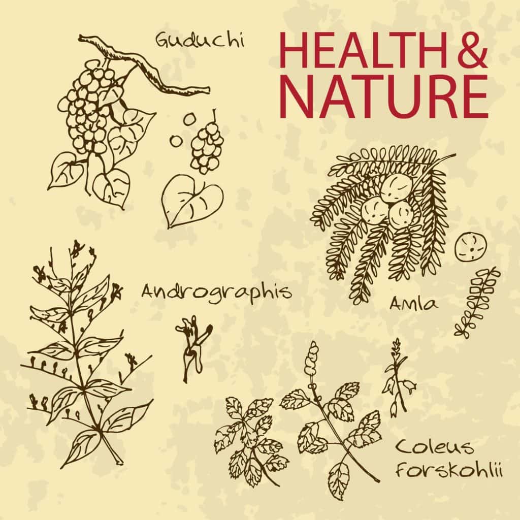 Ayurvedic and Hair Growth