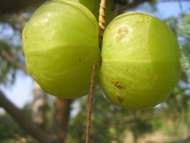 Amla Fruit Hair Growth Guide 2017 - The Super Food For Hair