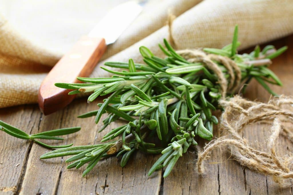 Treating Hair Loss with Rosemary