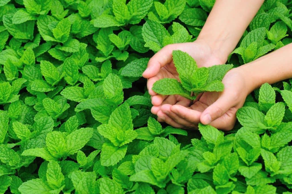 Peppermint to Combat Hair Loss